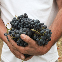 Handful of Merlot