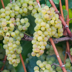 Chardonnay On The Vine