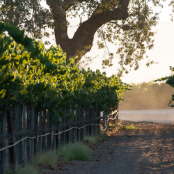 Dusty Path in the Vineyard