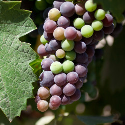 Veraison