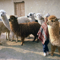 PeruvianLlamas